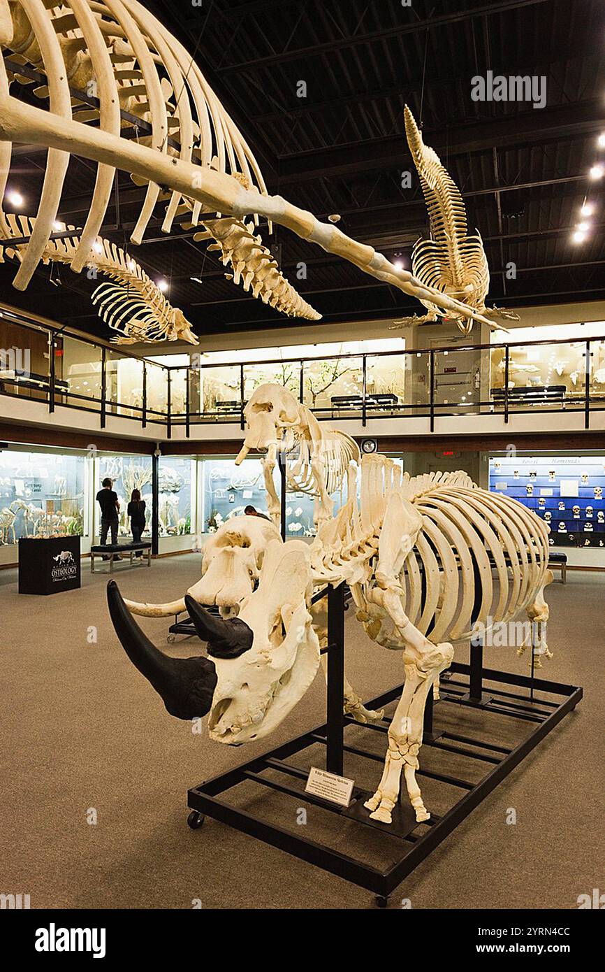USA, Oklahoma, Oklahoma City, Museum der Osteologie, Tierskelette Stockfoto