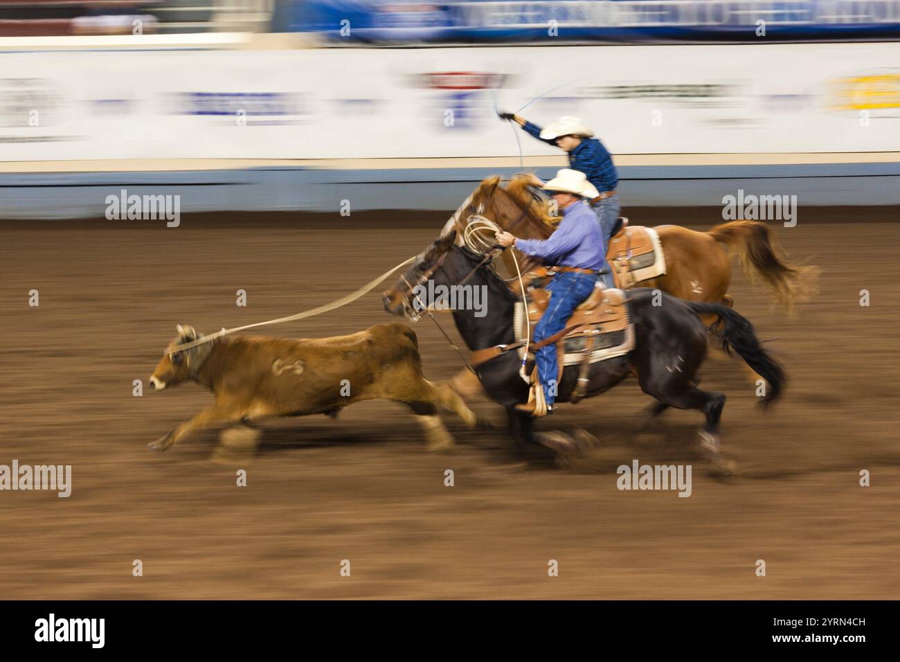 USA, Oklahoma, Oklahoma City, Oklahoma State Fair Park, Cowboy Rodeo Wettbewerb, Vieh, Abseilen, Bewegungsunschärfe Stockfoto