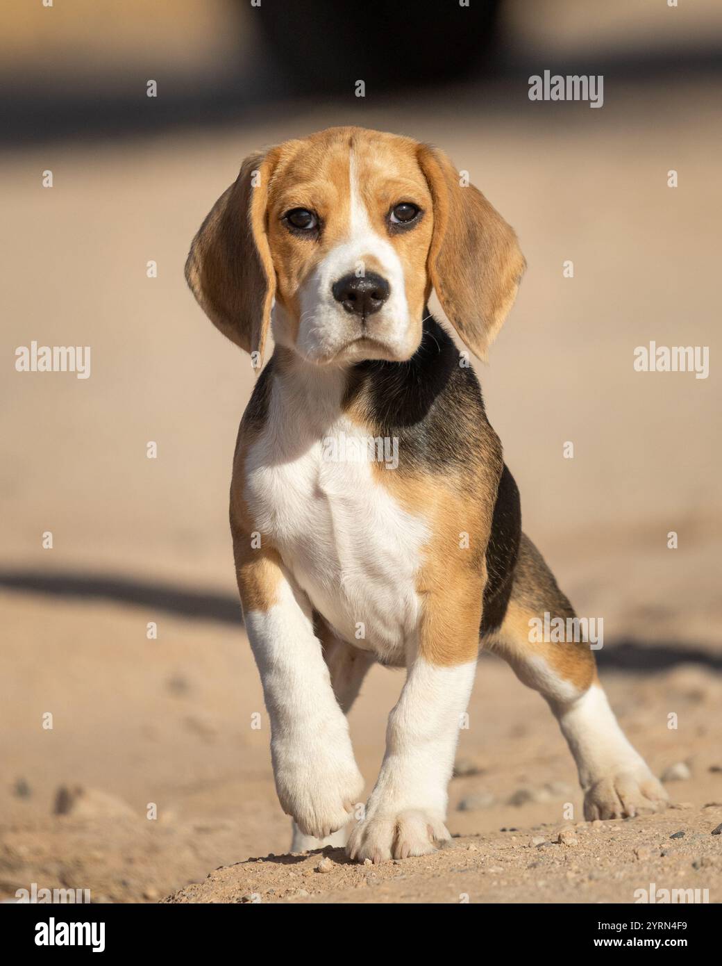 Beagle Hündchen steht auf drei Beinen und posiert für sein erstes Porträt Stockfoto