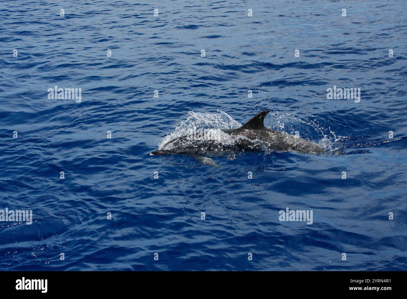 Gemeiner Delfin auf der Wasseroberfläche Stockfoto