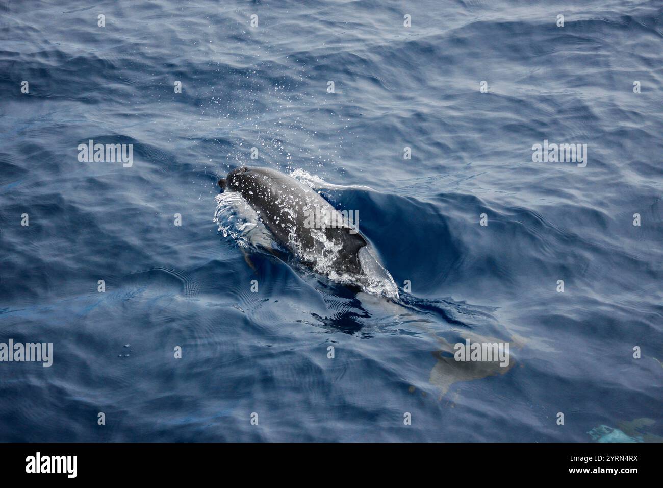 Gewöhnliche Delfine schwimmen anmutig auf der Meeresoberfläche in Natural Habitat Stockfoto