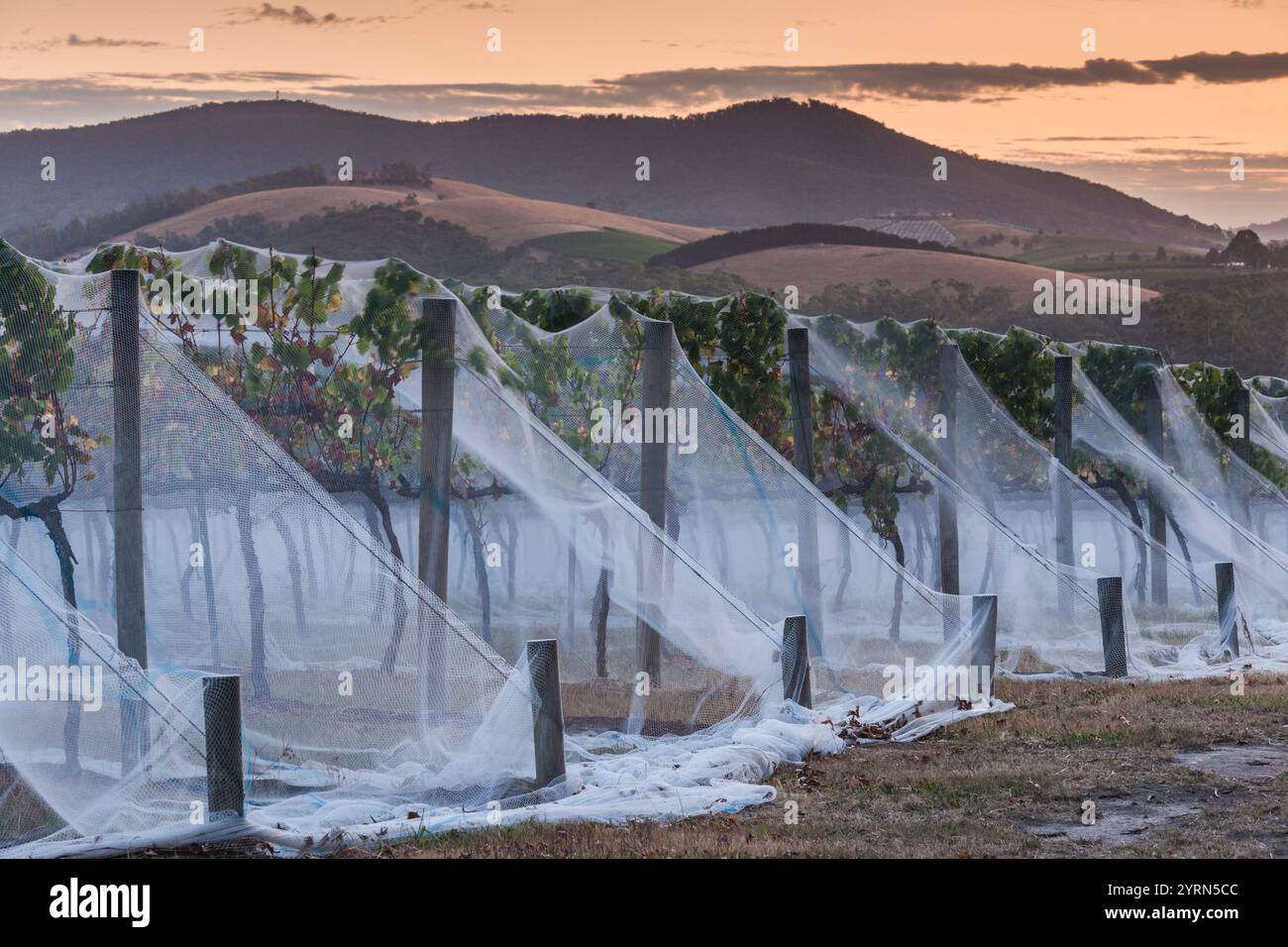 Australien, Victoria, VIC, Yarra Valley, Weinberge unter Netzgewebe, Dämmerung. Stockfoto