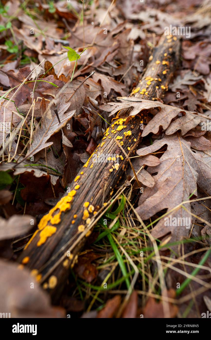 Gelbe Pilze, die auf abgefallenen Zweigen zwischen trockenen Blättern im Herbstwald wachsen Stockfoto