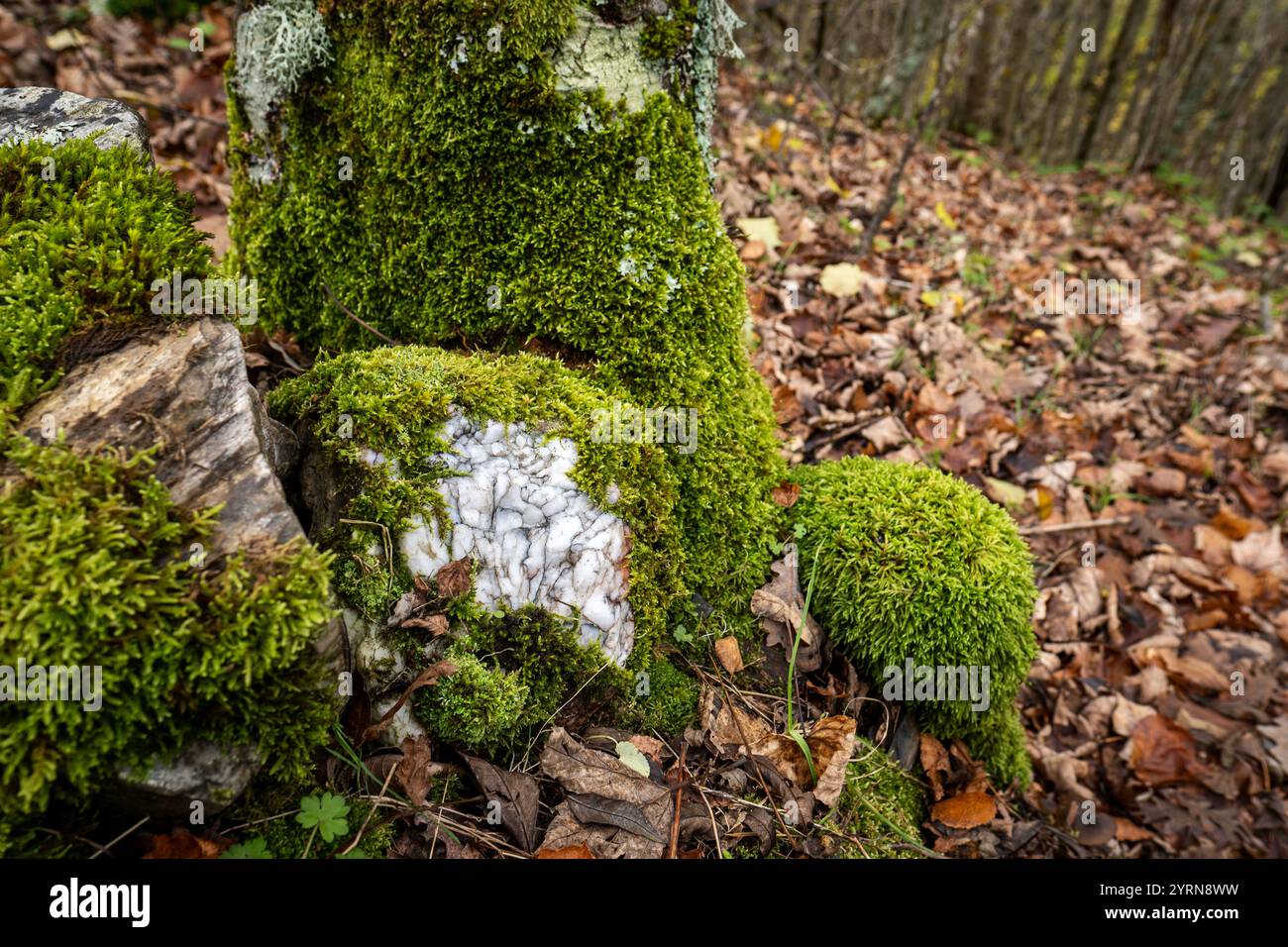 Moos wächst auf Quarz und Baumstamm im Wald Stockfoto