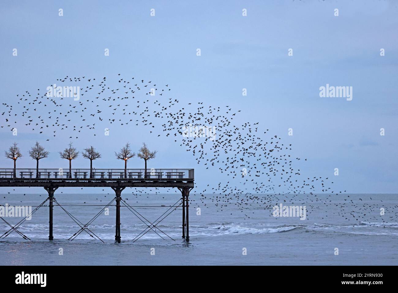 Starlinge über dem Aberystwyth Pier im Winter Stockfoto