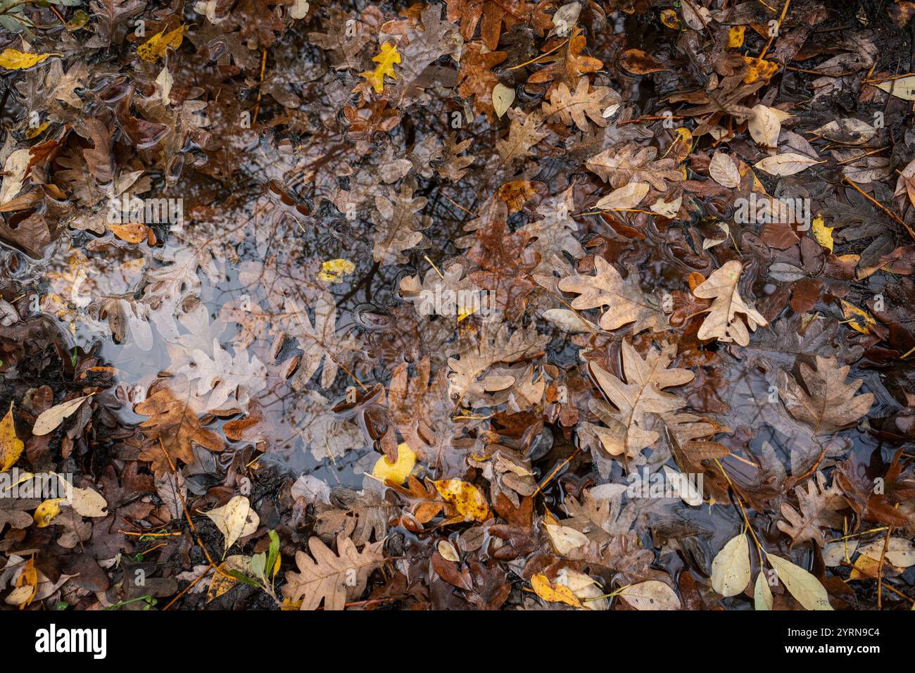 Gefallene Eichenblätter, die auf Pfützen im Herbstwald schweben Stockfoto