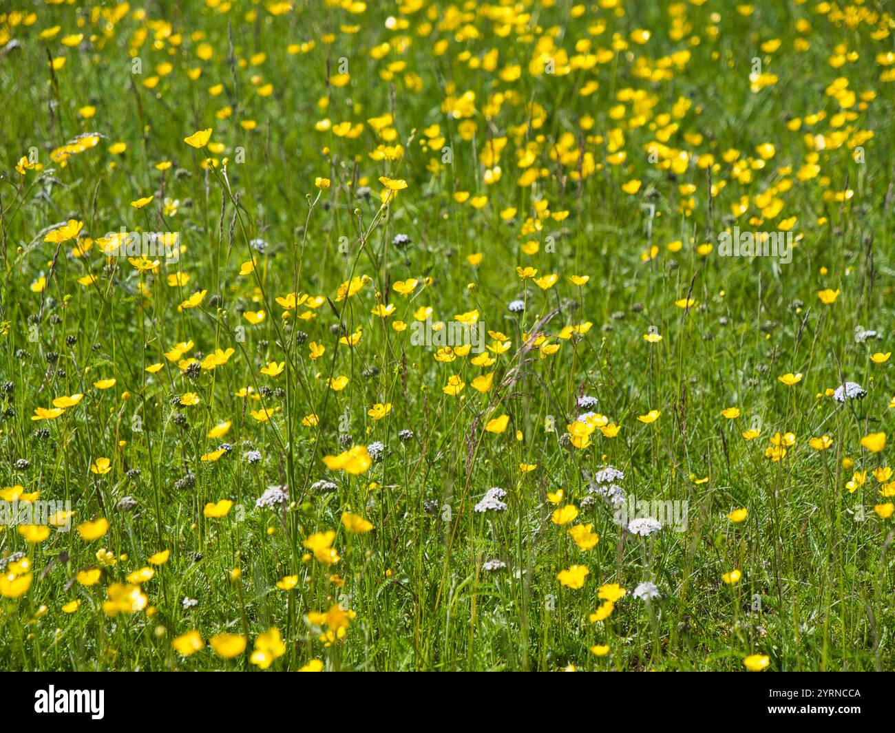 Gelbe Butterblumen und andere Wildblumen, die auf einem Feld in Nordschweden wachsen. Fokussieren Sie in der Mitte des Bildes mit geringer Schärfentiefe. Stockfoto
