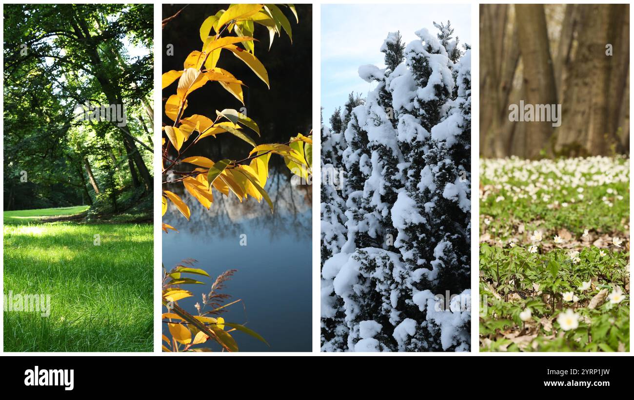 Vier Jahreszeiten, Collage. Wunderschöne Fotos der Natur im Frühling, Sommer, Herbst und Winter Stockfoto