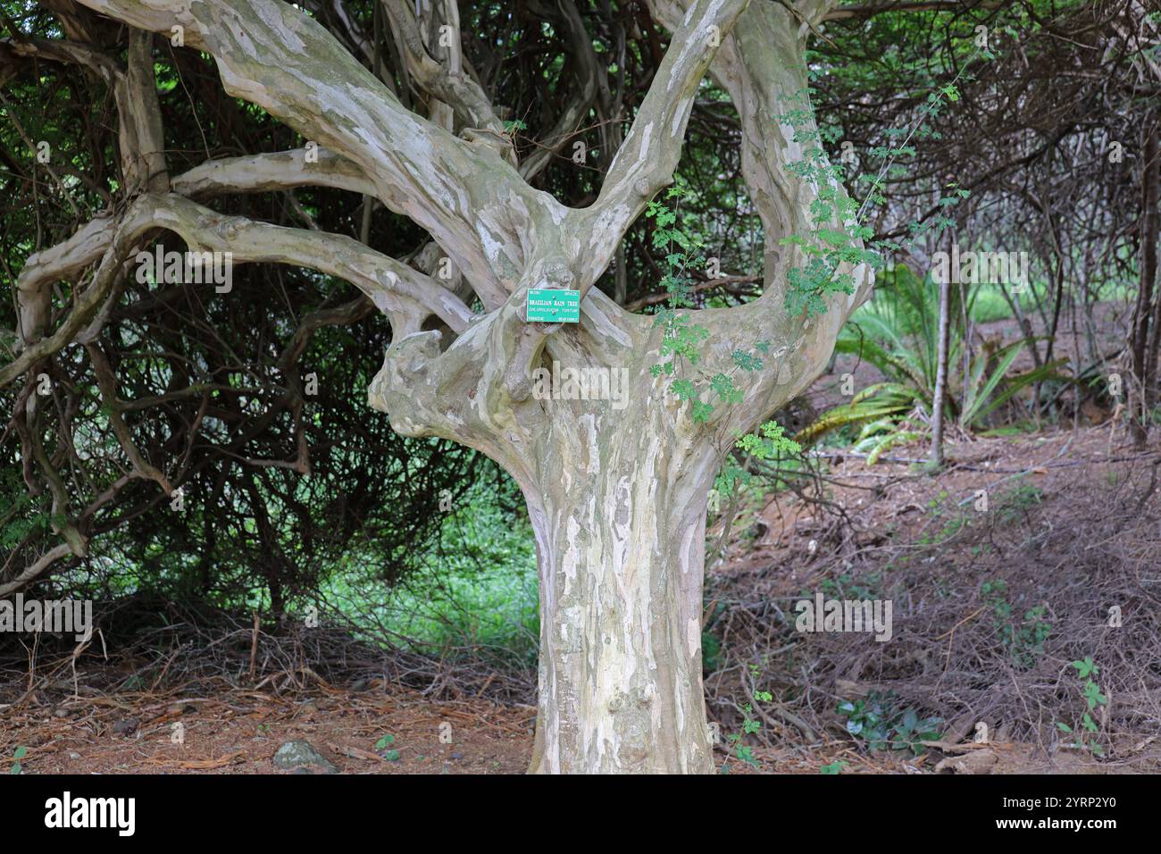 Der brasilianische Regenbaum Chloroleucon Tortum Bonsai Baum wchst in  einem botanischen Garten Stockfotografie - Alamy