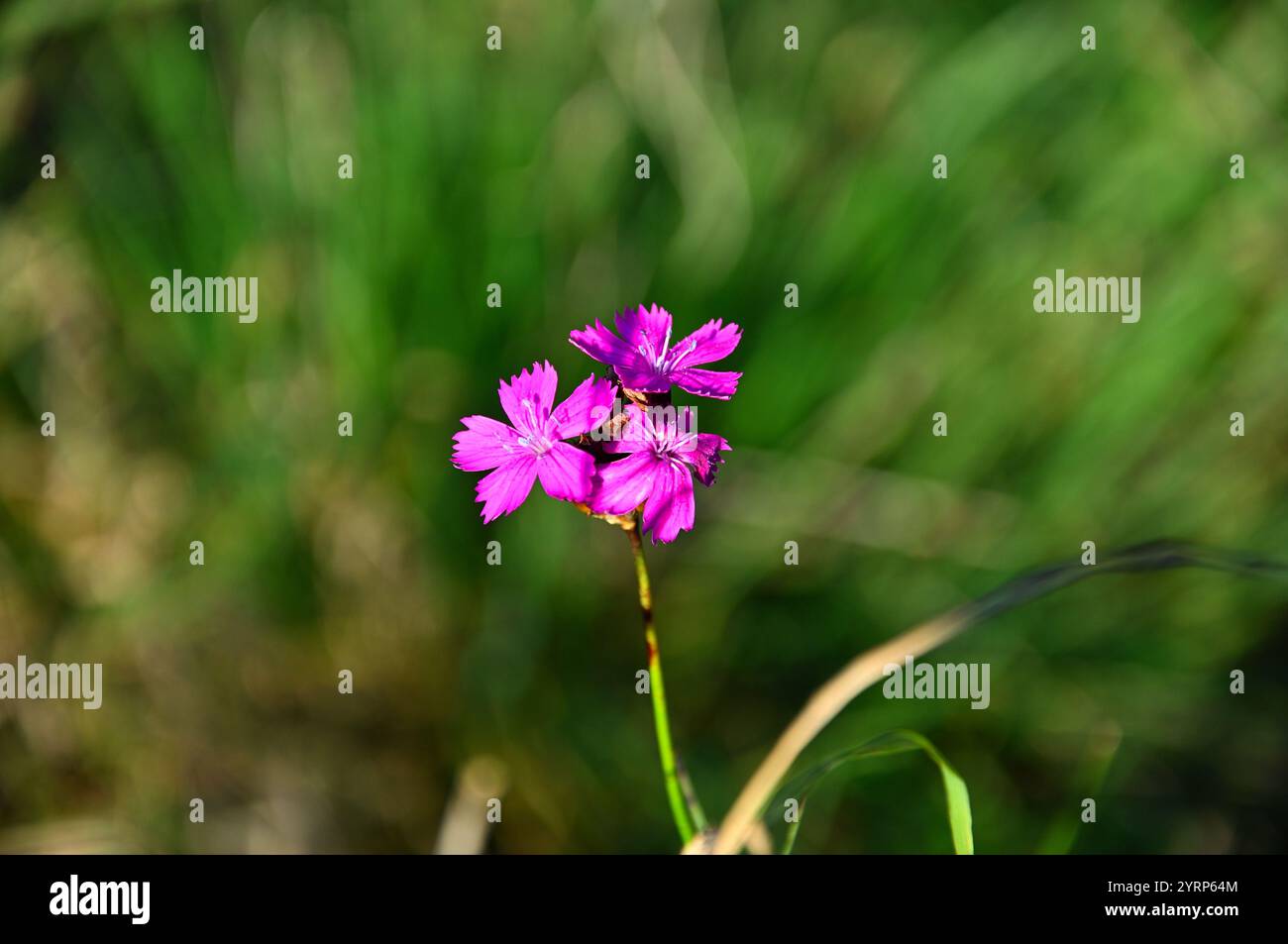 Wild Flower lila Stockfoto