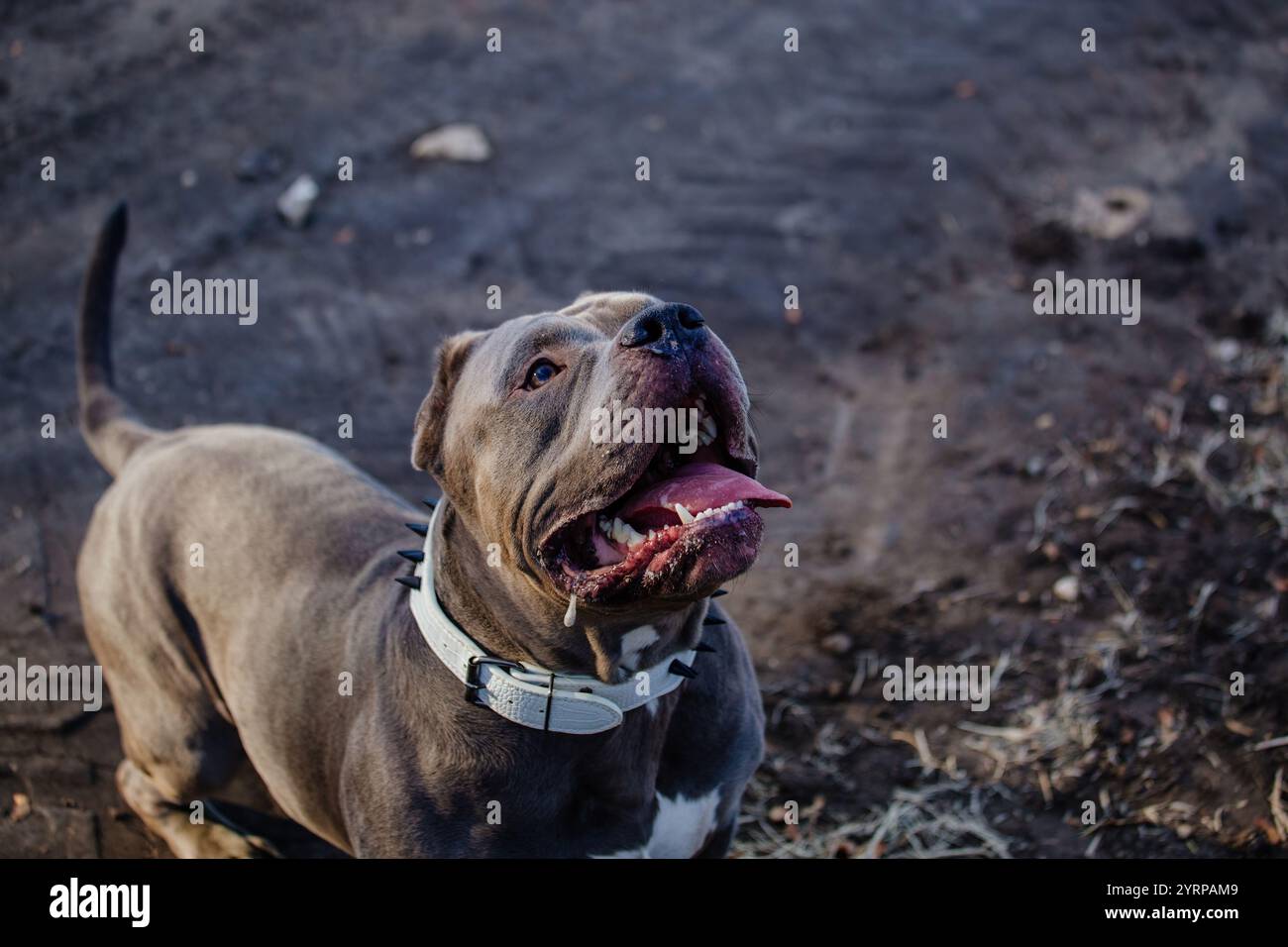 Porträt eines amerikanischen Hundes. Stockfoto