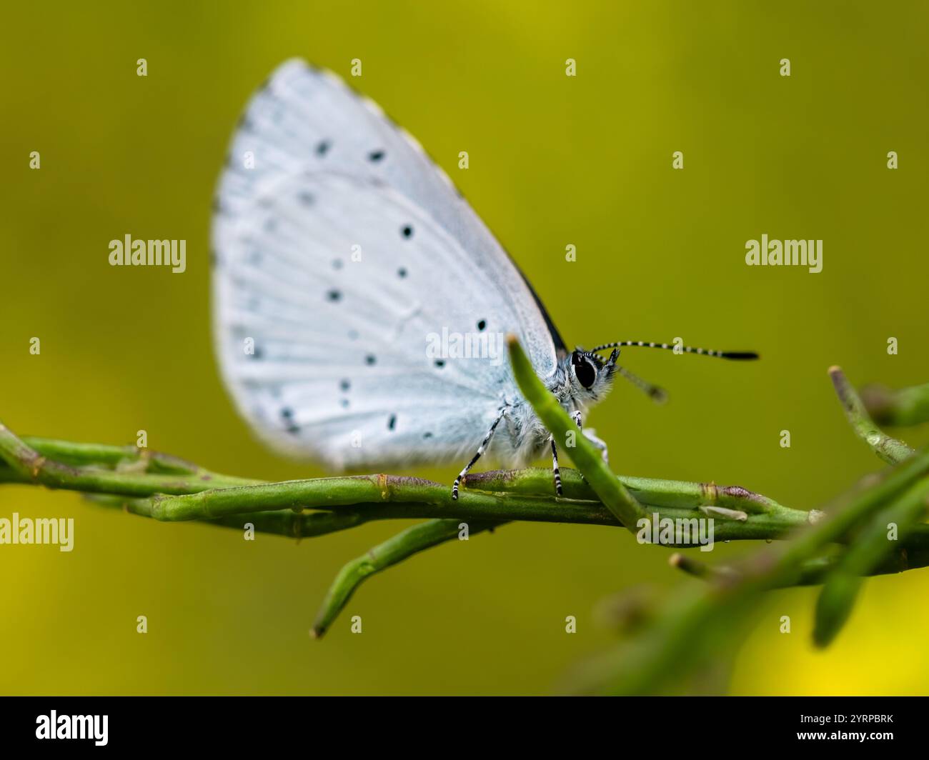 Weißer Schmetterling auf olivgrünem, verschwommenem Hintergrund. Es eignet sich für Studien über Natur und Schmetterlinge. Stockfoto