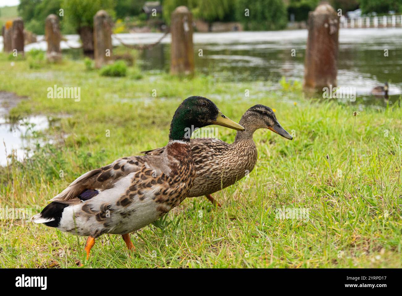 Ein männlicher und weiblicher Mallard (Anas platyrhynchos) begibt sich am 16./09. 2024 in Richtung des Flusses Severn bei Upper Arley. Stockfoto