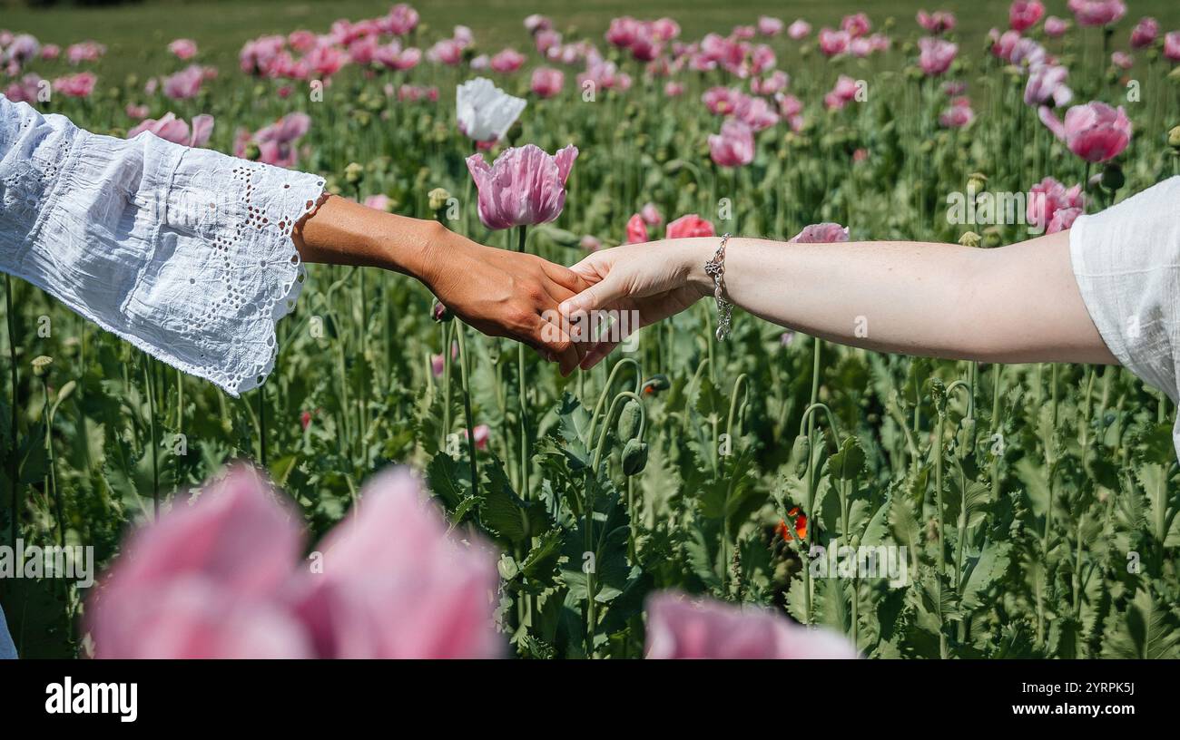 Zwei Frauenhände treffen sich in einer sanften Berührung, die Fingerspitzen streiften leicht gegeneinander, inmitten eines Feldes aus rosa Mohnblumen, die sich anmutig im schwingen Stockfoto