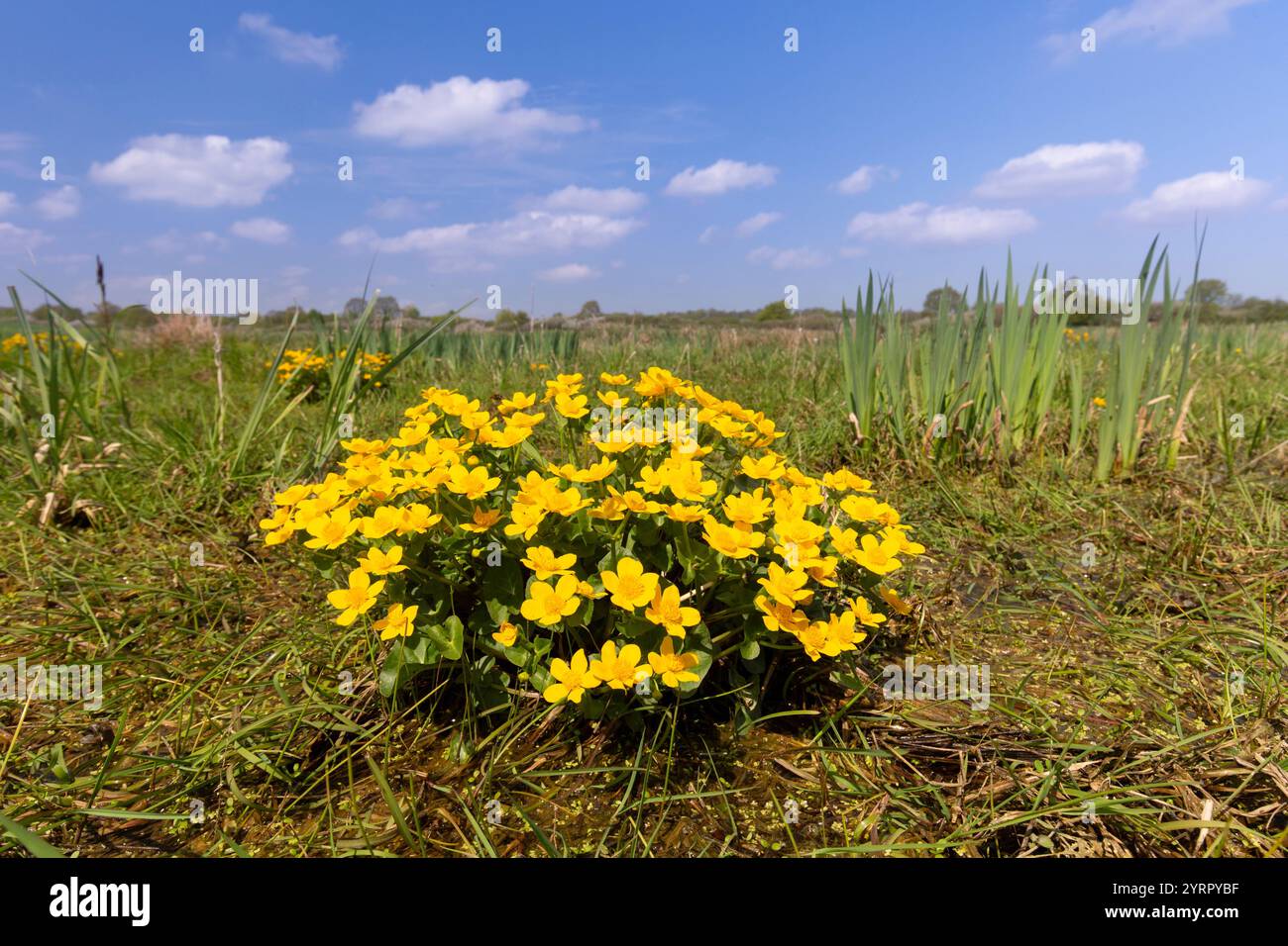 Marsh Ringelblume, Caltha palustris, Blooming, Mecklenburg-Vorpommern, Deutschland Stockfoto