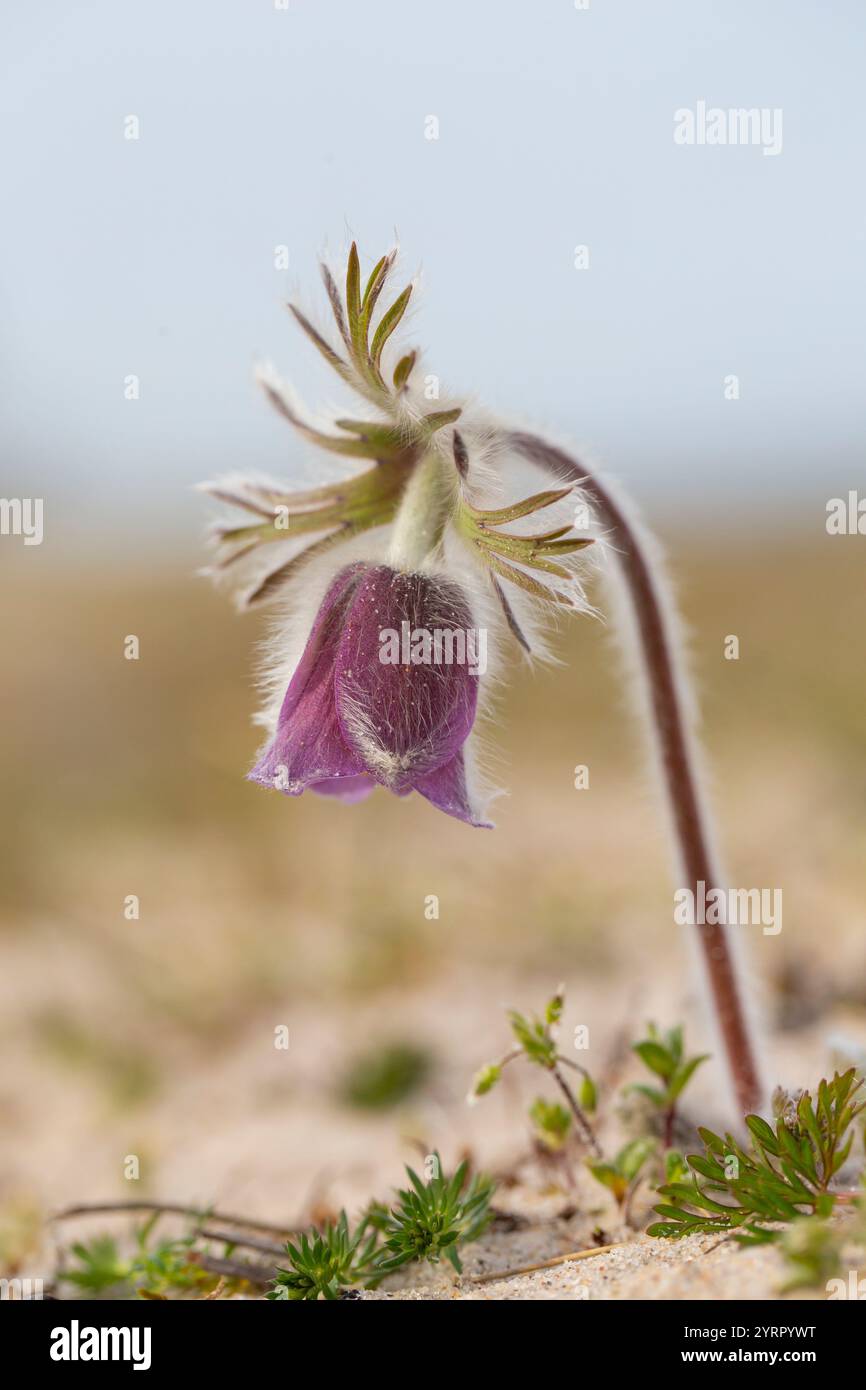 WiesenPasqueflower, WiesenPasqueflower, Pulsatilla pratensis, Blüte, Mecklenburg-Vorpommern, Deutschland Stockfoto