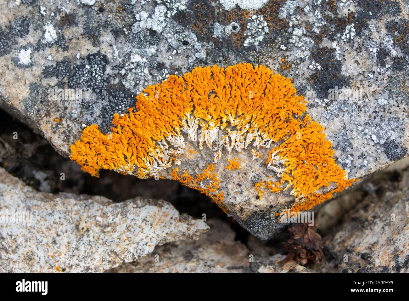Rusavskia elegans, lichenisierte Ascomycete, Svalbard, Norwegen Stockfoto