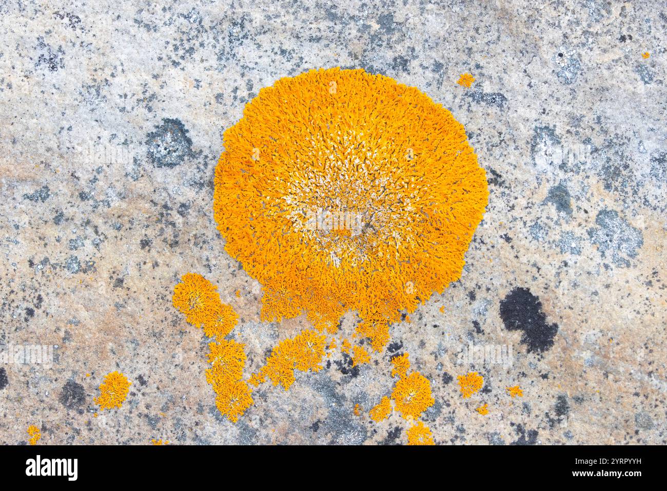 Rusavskia elegans, lichenisierte Ascomycete, Svalbard, Norwegen Stockfoto