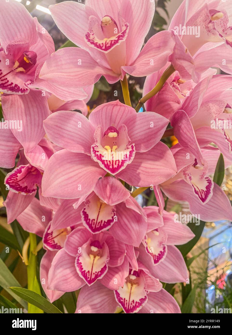 Boat Orchid (Cymbidium cv) in einem Gewächshaus. Wunderschöne rosafarbene Cymbidium-Orchideenblüten. Nahaufnahme von wunderschönen rosa Boot Orchideenblumen. Stockfoto