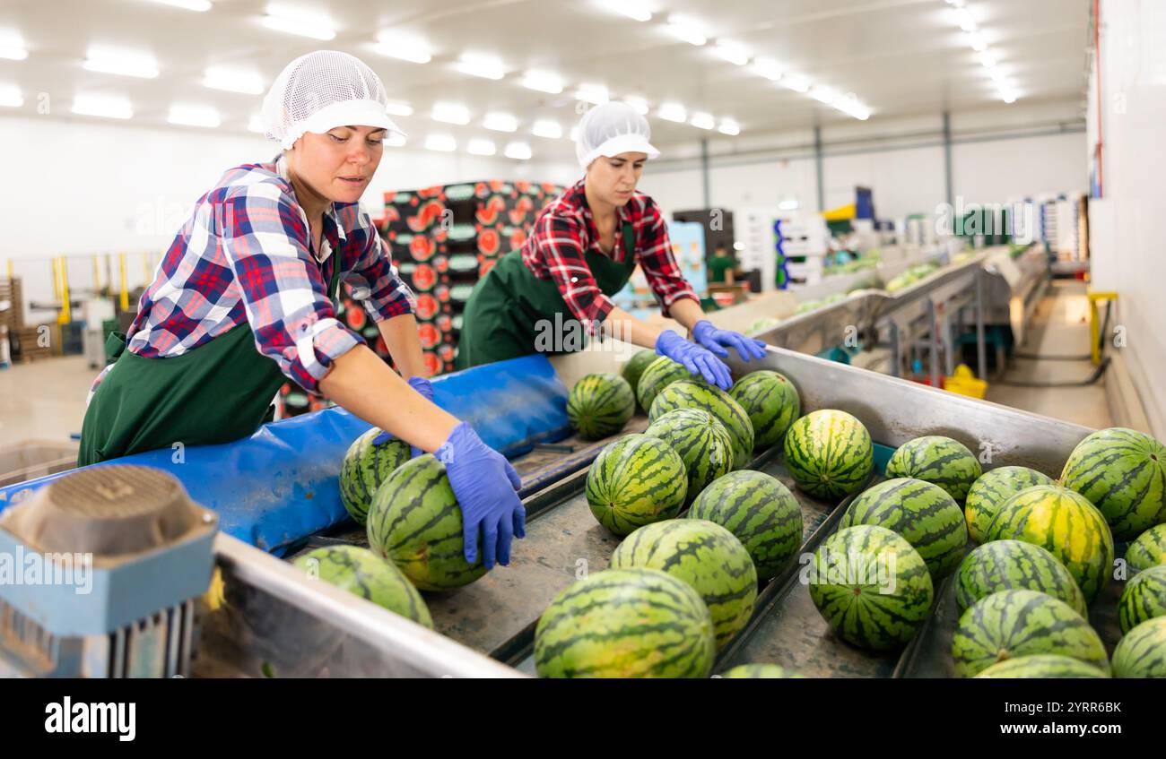Frau, die an der Wassermelonen-Sortierlinie im Obstlager arbeitet Stockfoto
