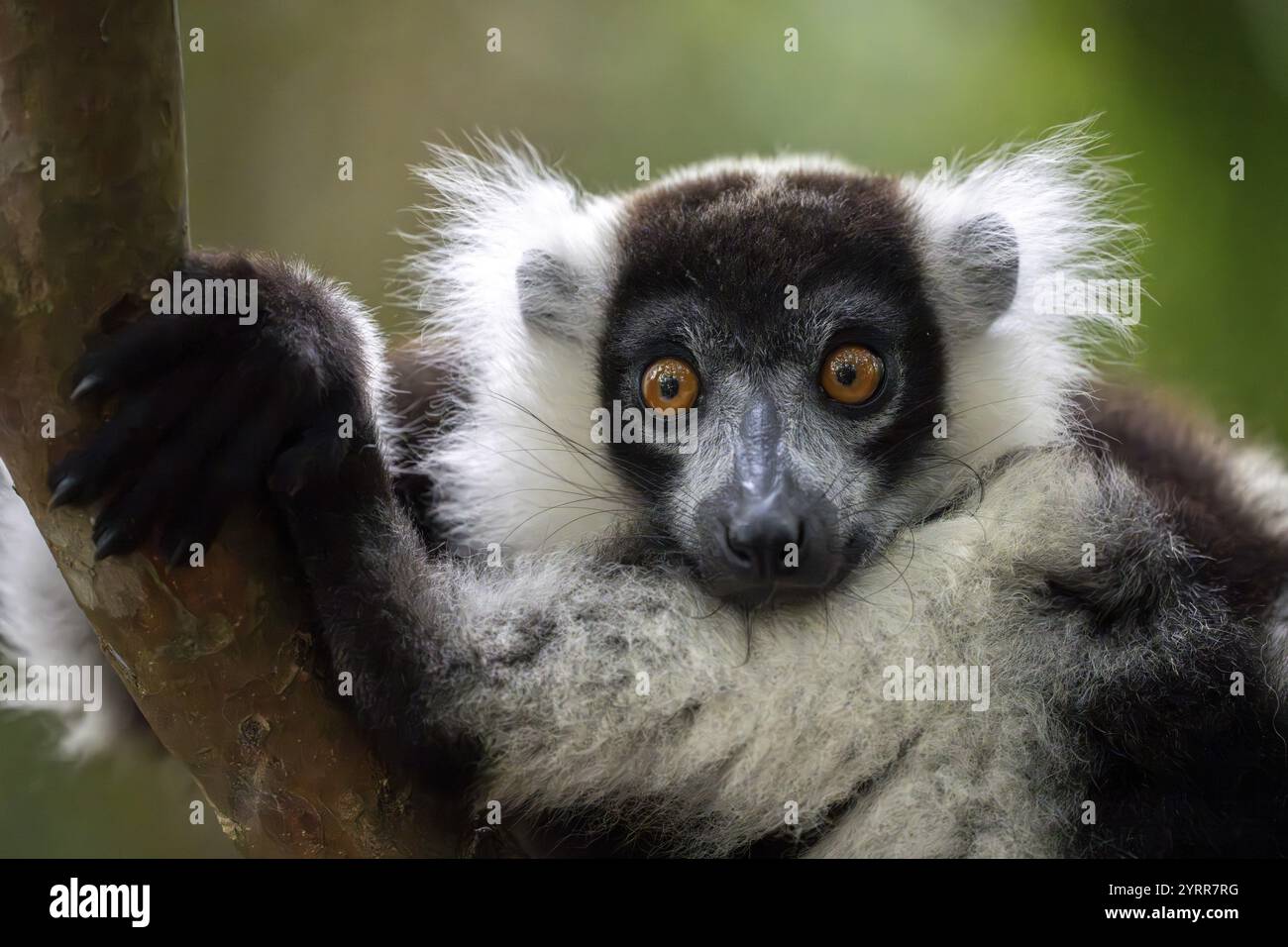 Schwarz-weiß-geraffte Lemur (Varecia variegata), Le Palmarium Reserve, Ambinaninony, Atsinanana, Madagaskar, Afrika Stockfoto