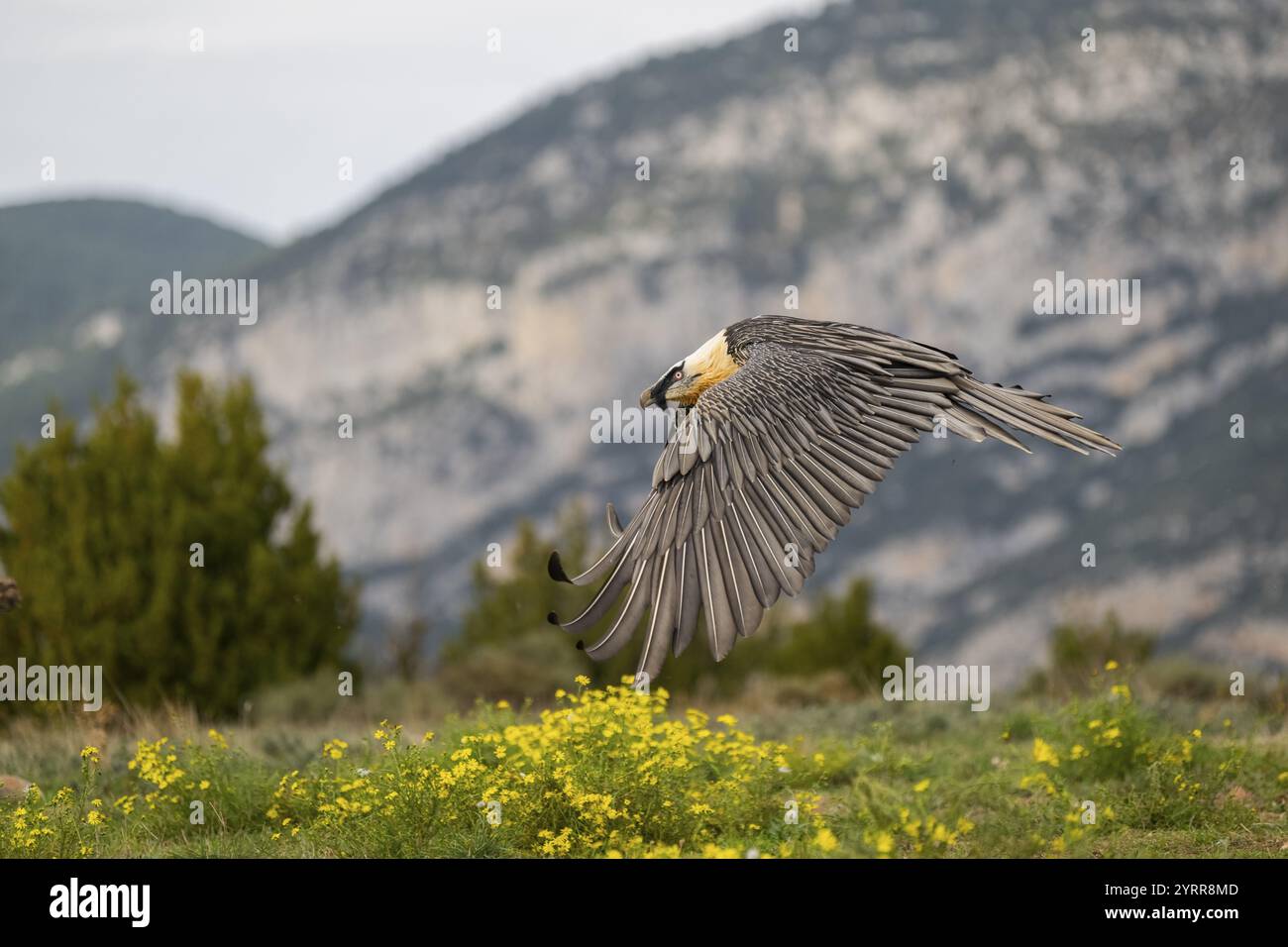 Bartgeier (Gypaetus barbatus) erwachsener Vogel im Flug mit Bergen im Hintergrund, Pyrenäen, Lleida, Spanien, Europa Stockfoto