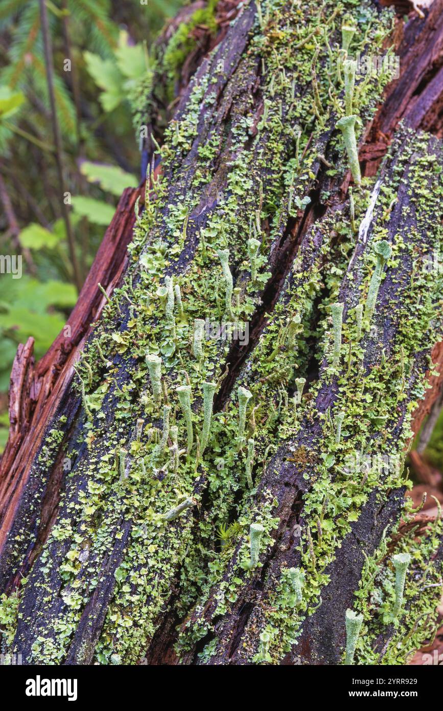 Trompetenflechte (Cladonia fimbriata) wächst auf einem verfaulten Baumstumpf in einem Wald Stockfoto