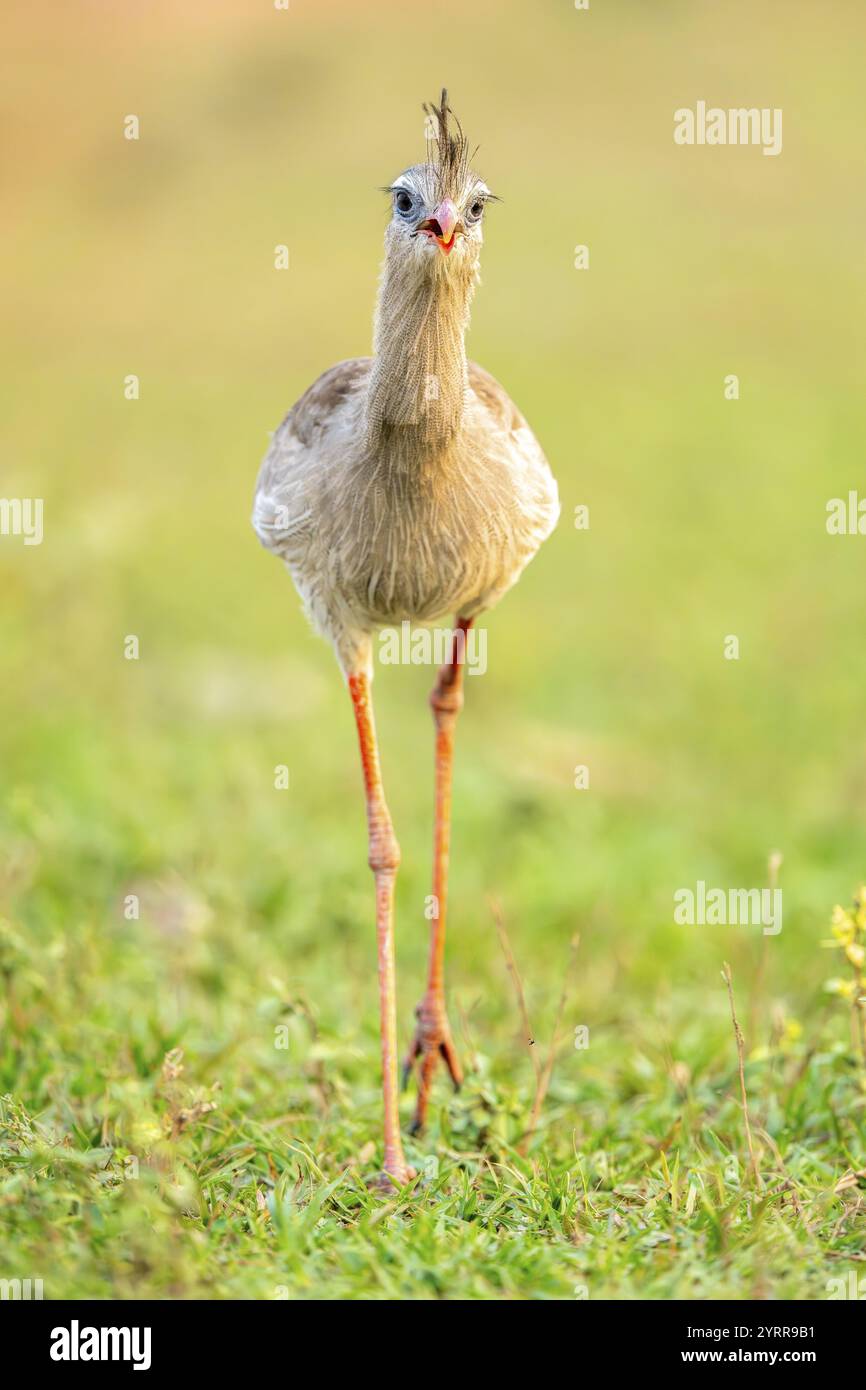 Rotfuß-Serien (Cariama cristata), South Pantanal, Aquidauana, Taunay, Mato Grosso do Sul, Brasilien, Südamerika Stockfoto