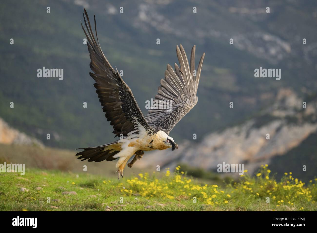 Bartgeier (Gypaetus barbatus) erwachsener Vogel im Flug mit Bergen im Hintergrund, Pyrenäen, Lleida, Spanien, Europa Stockfoto