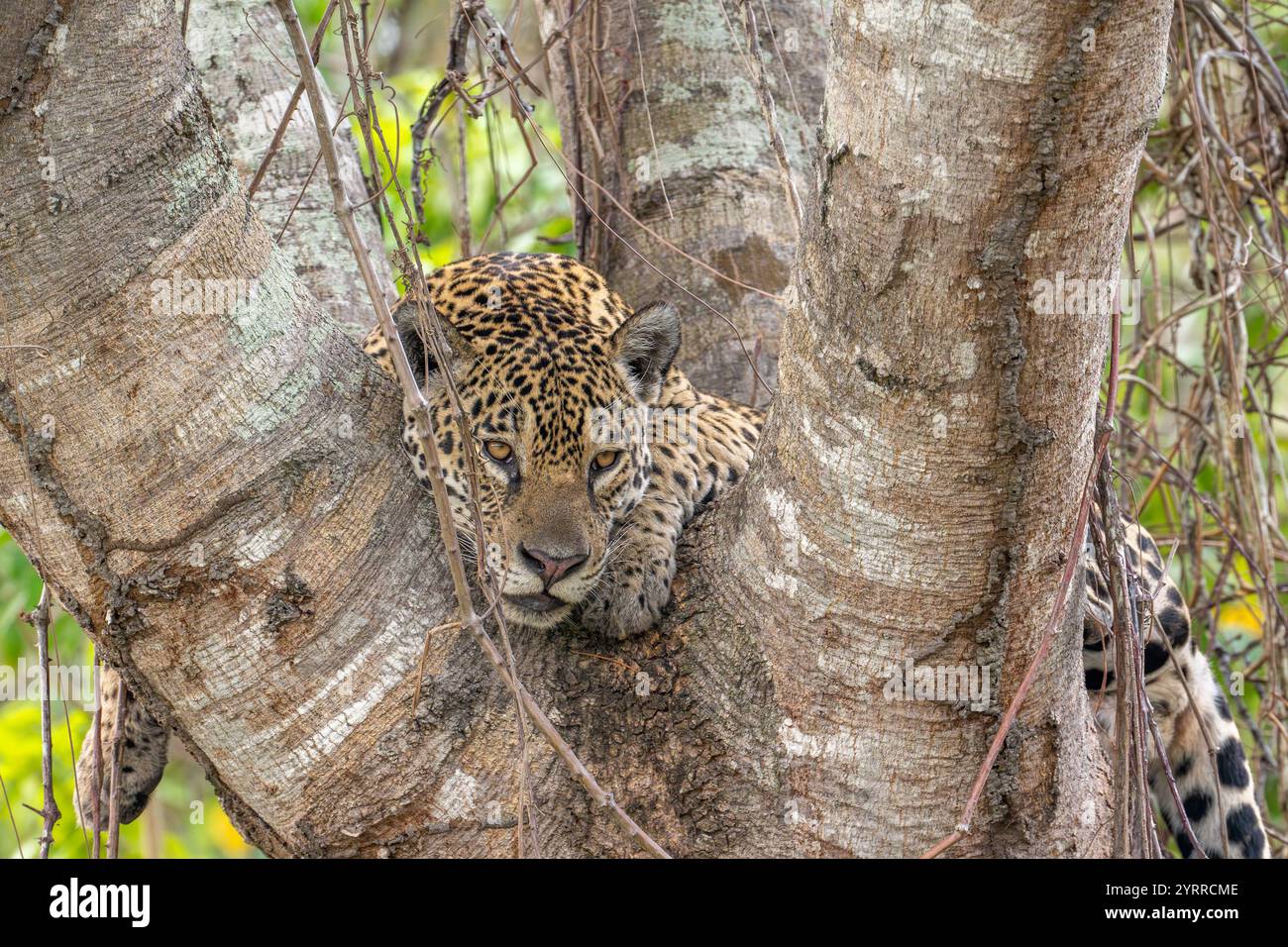 Jaguar Kopf und Pfoten in der Gabelung eines Baumes und Blick auf die Umgebung Stockfoto