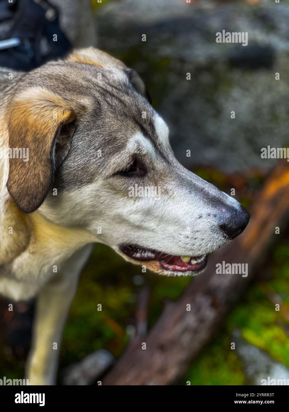 Gemischter Hund, der auf ein Geräusch blickt - Smartphone-aufgenommenes Stockfoto