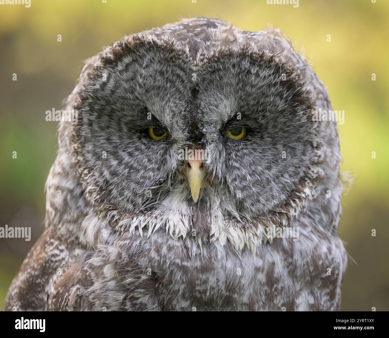 Große graue Eule Nahaufnahme Porträt Kopfaufnahme Stockfoto
