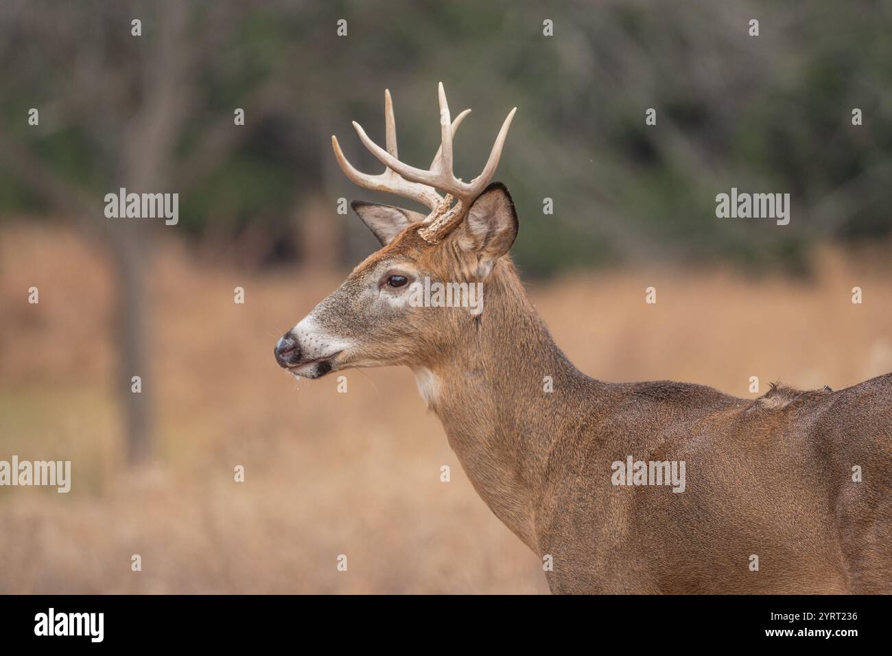 Seitenansicht des Weißschwanzhirsches mit Geweih und herbstlichem Hintergrund. Stockfoto