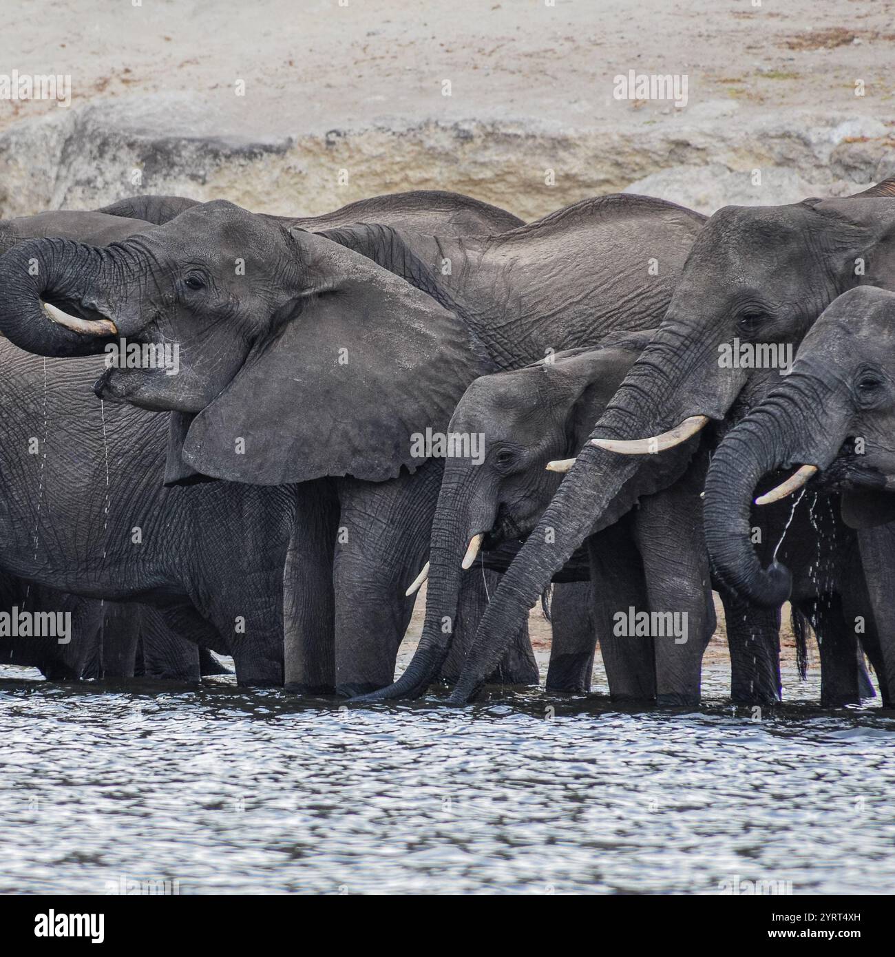 Eine afrikanische Elefantenfamilie versammelt sich am Flussufer, um vom Chobe River zu trinken. Stockfoto