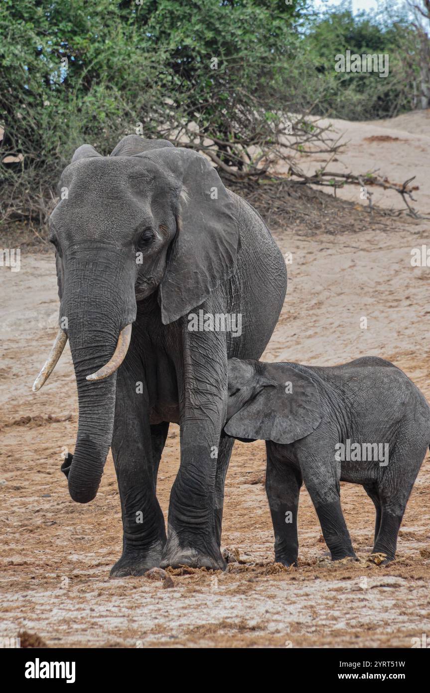 Ein afrikanischer Elefant ernährt sich von seiner Mutter an einem Sandufer. Stockfoto