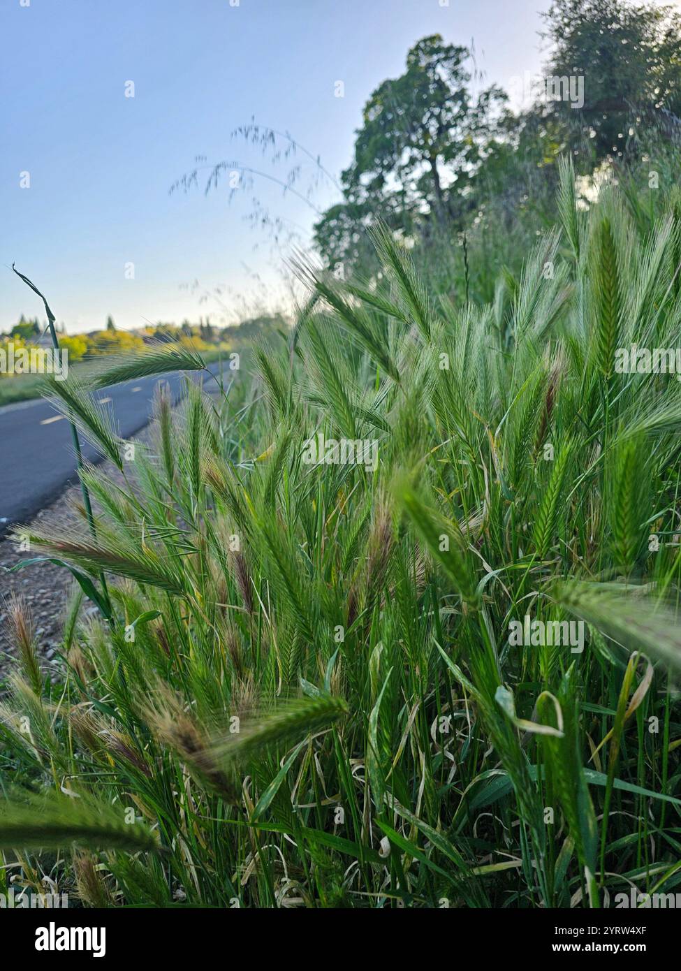 Nahaufnahme von grünen Spitzen und wilden Gräsern entlang einer ländlichen Straße unter einem klaren blauen Himmel, die natürliche Texturen und die Schönheit der Landschaft zeigen. - Smartphone-aufgenommenes Stockfoto