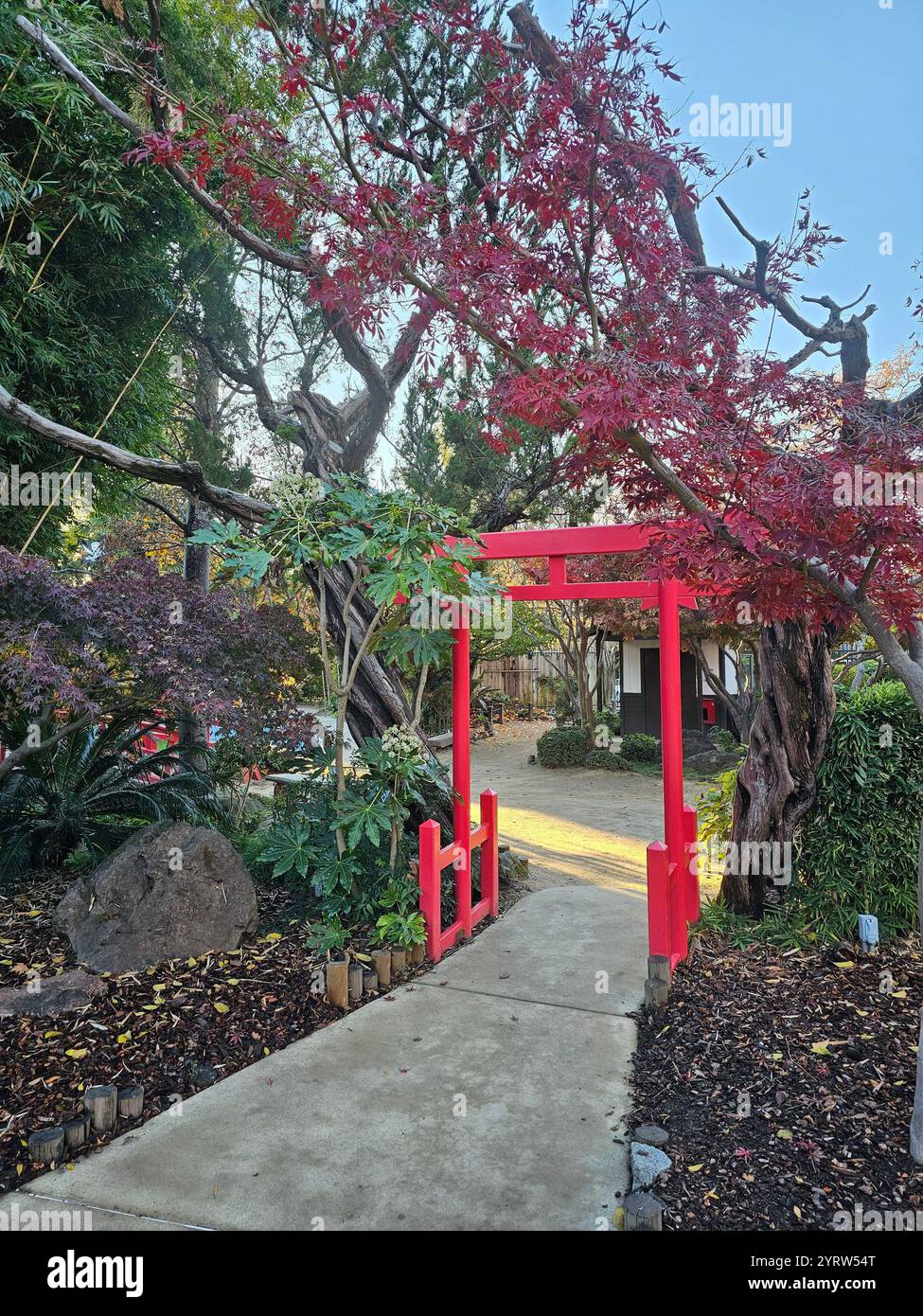 Hellrotes Torii-Tor, umgeben von lebhaftem Herbstlaub, führt zu einem ruhigen Gartenweg mit üppigem Grün und Bäumen. Stockfoto