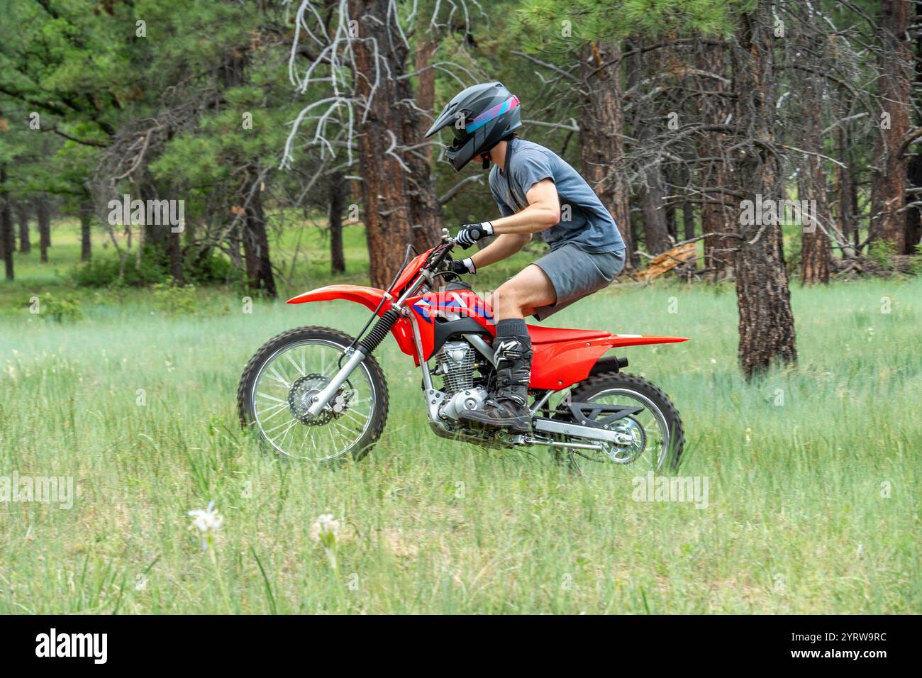 Aufregende Momente der Dirt Biking in einer üppigen Waldlandschaft Stockfoto