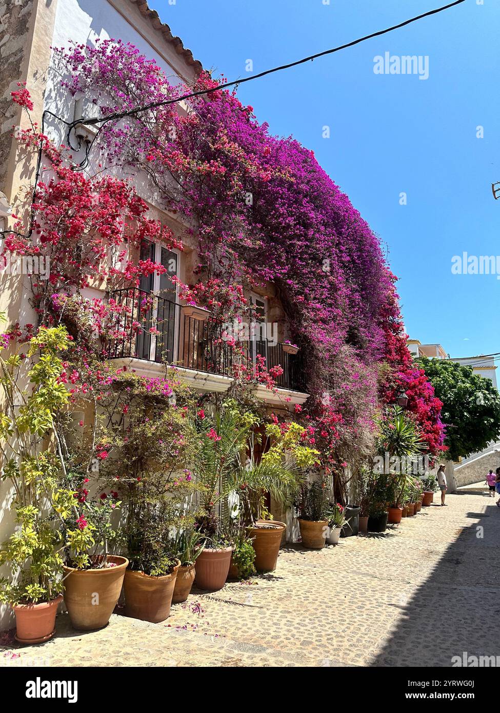 Blumenmauer Ibiza Spanien - Smartphone-aufgenommenes Stockfoto
