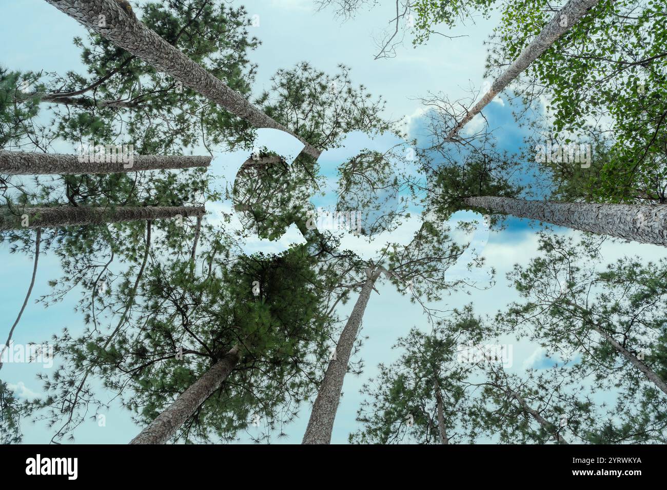 Hochwinkelansicht mit Blick auf den Waldstamm mit Löchern in Form von CO2-Buchstaben. CO2-Reduktionskonzept für Umwelt, globale Erwärmung, nachhaltige Entwicklung Stockfoto