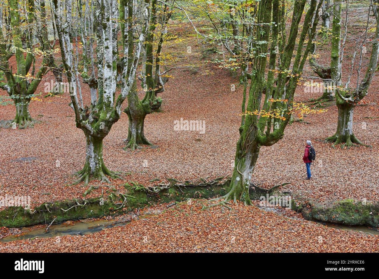 Buchenwald in Vizcaya. Hayedo Otzarreta, Gorbeia. Herbstlandschaft. Spanien Stockfoto