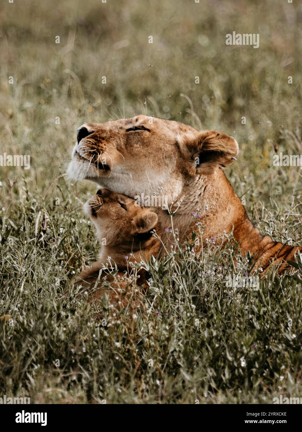 Niedliches Löwenjunges und ihre Mutter liegen zusammen in der savanne Gras und keimen dort Köpfe zusammen Stockfoto