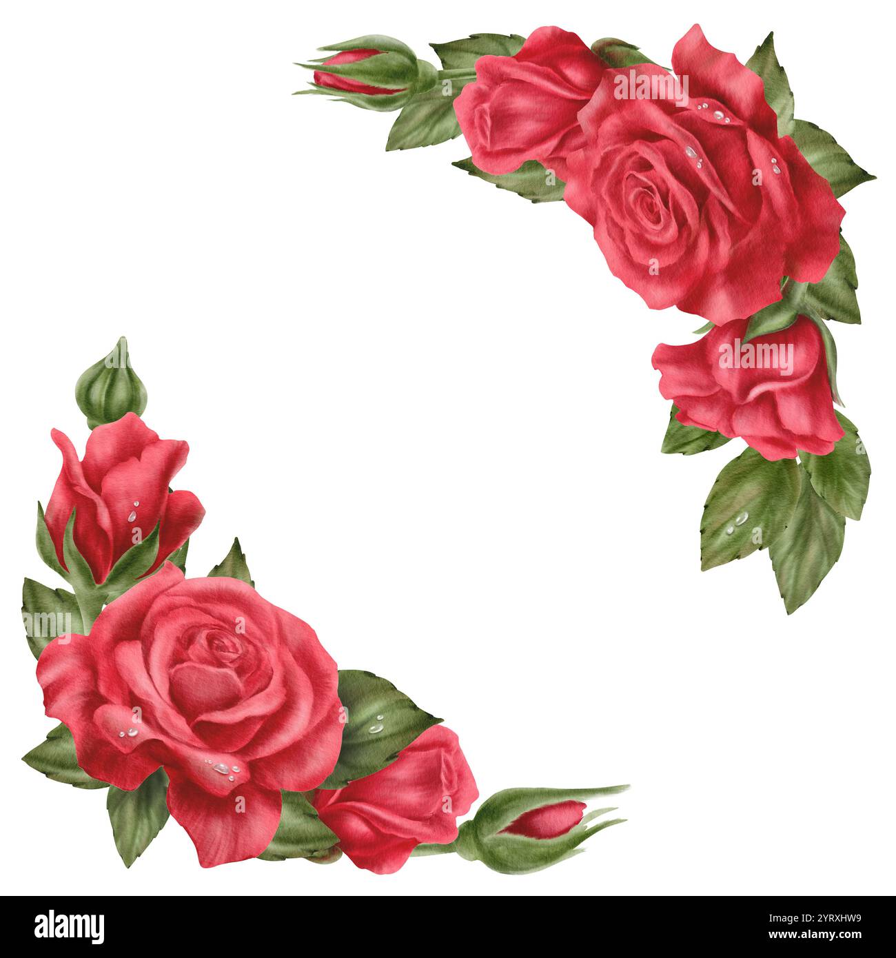 Rote Rosen mit Tropfen, Knospen und Blättern in Eckanordnung im realistischen Stil in Aquarelltechnik als Symbol für Liebe, Leidenschaft, Begehren. Handgezeichnet Stockfoto