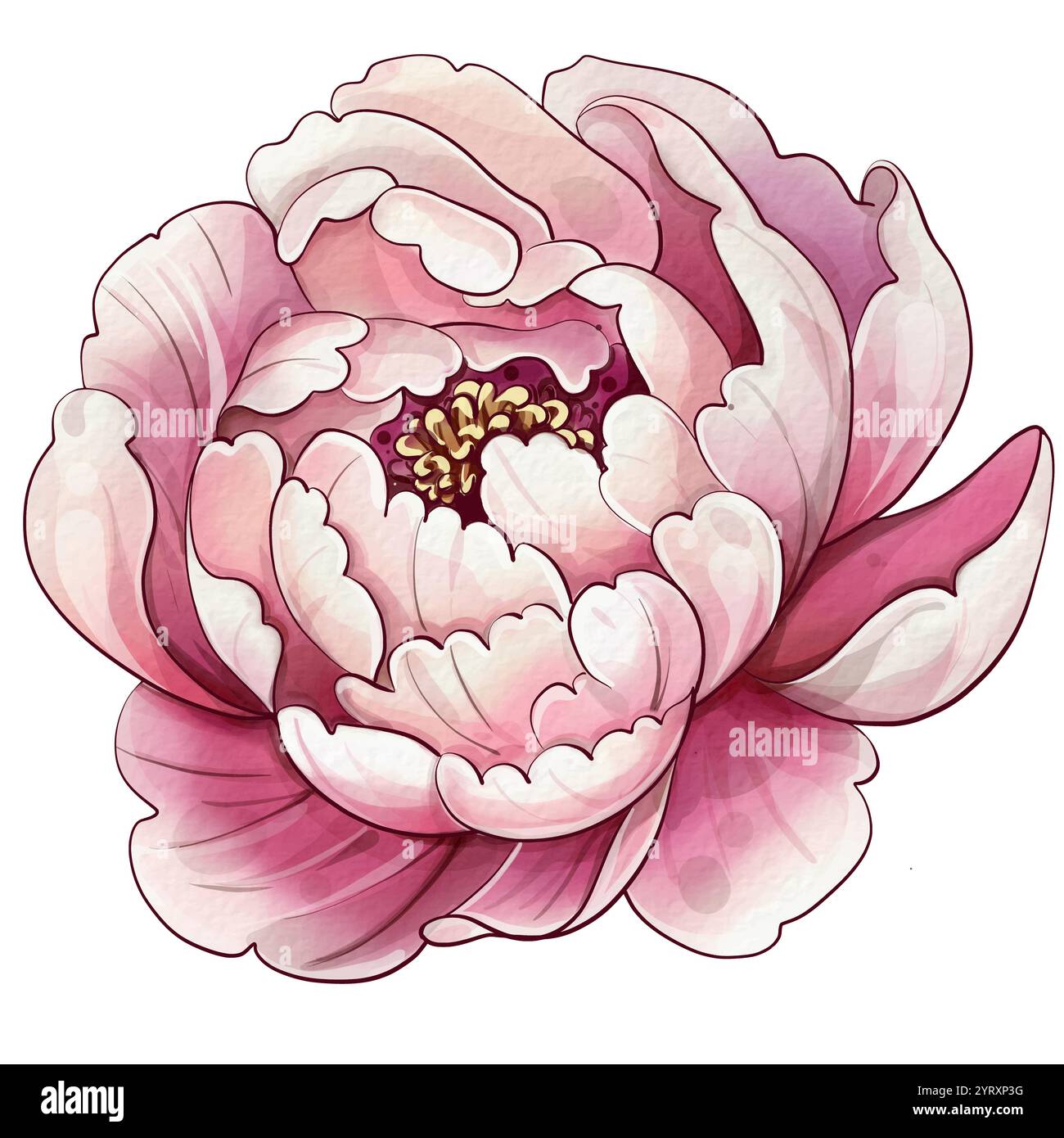 Rosafarbene Blume mit weißem Zentrum. Die Pfingstrosenblüte ist in Aquarell gezeichnet. Die Rosenblätter sind ausgebreitet und die Mitte ist weiß. Botanisches Vintage-Material Stock Vektor