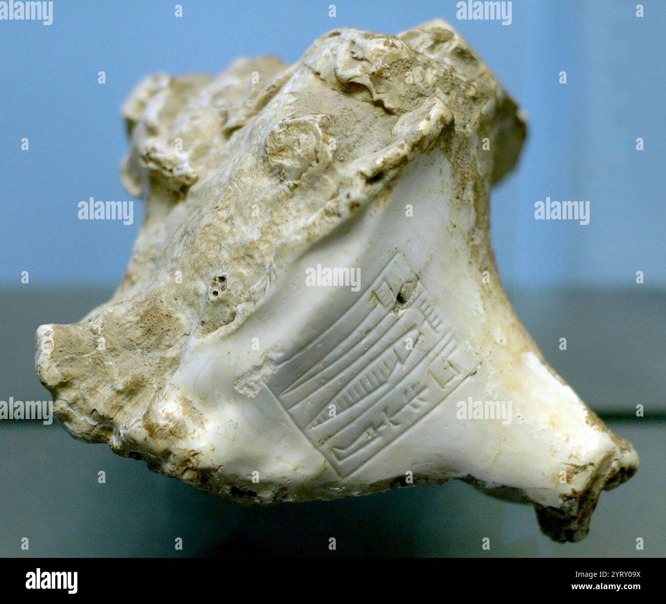 Murex (Mollusken aus der Familie der Muricidae) trägt den Namen Rimush, König von Kish. Der Panzer stammt aus dem Roten Meer oder dem Persischen Golf. Rimush of Akkad ist eine Datierung von 2215/2214 bis 2206 v. Chr. Stockfoto