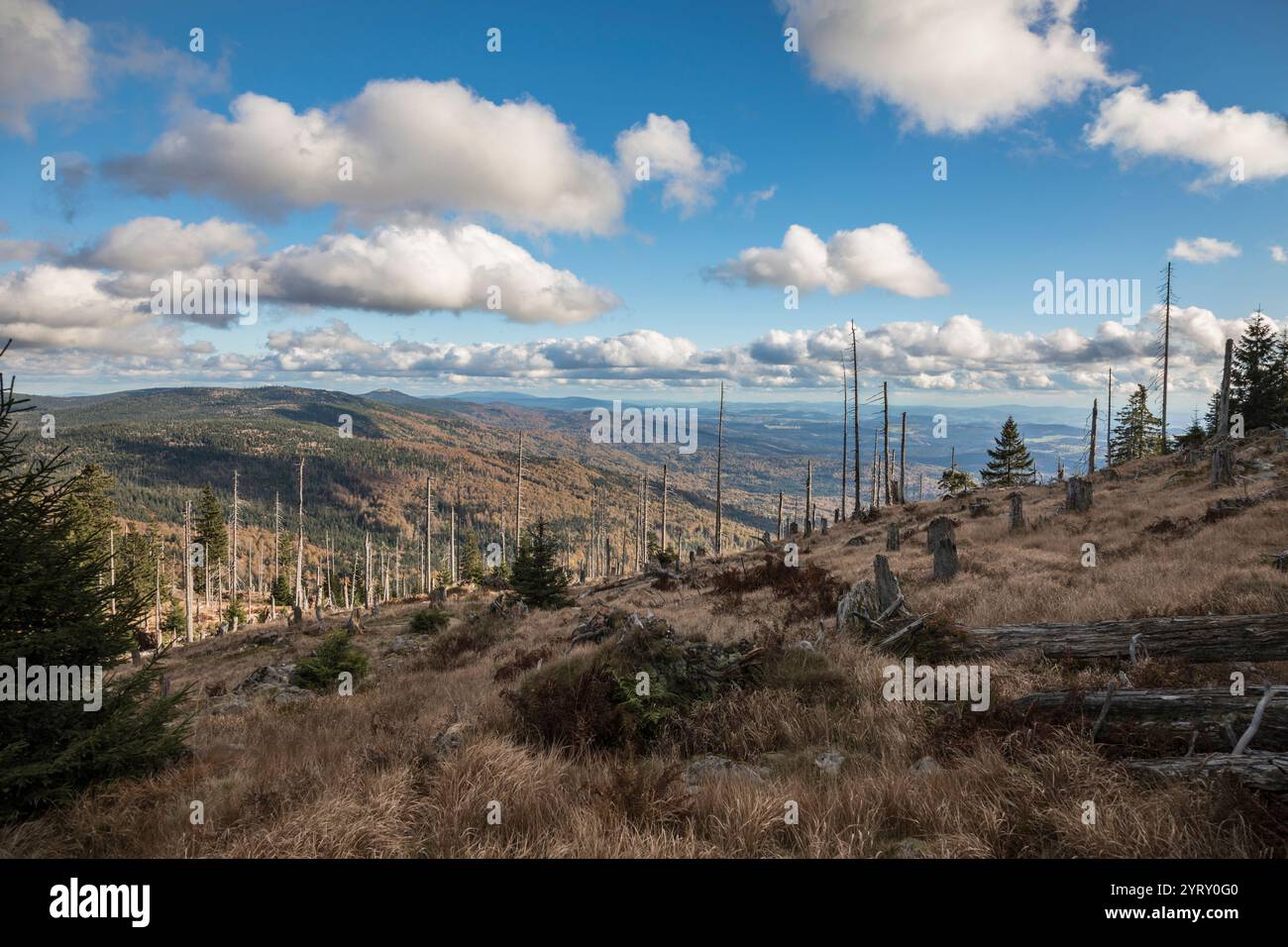 Hochlagen im Bayerischen Wald, Hochlagen im Bayerischen Wald Stockfoto