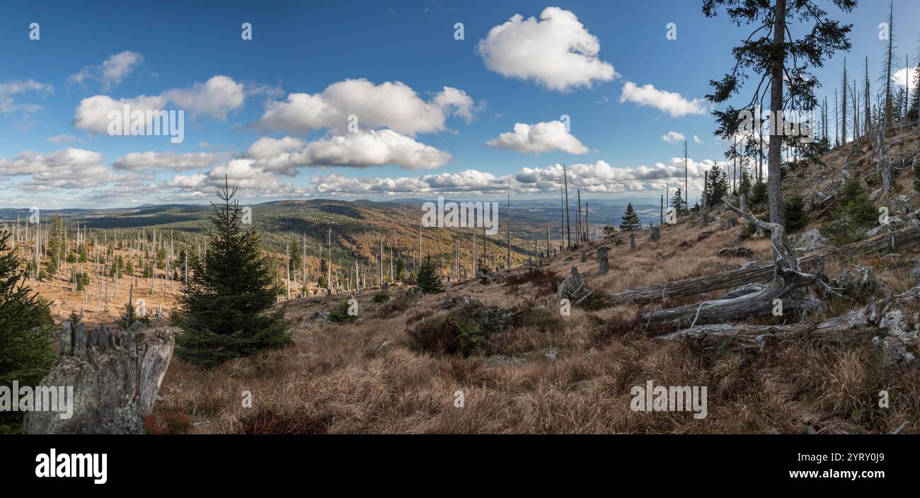 Hochlagen im Bayerischen Wald, Hochlagen im Bayerischen Wald Stockfoto