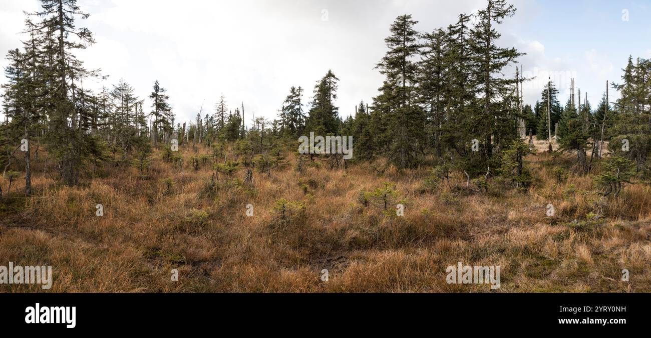 Hochmoor im Bayerischen Wald, Hochmoor im Bayerischen Wald Stockfoto