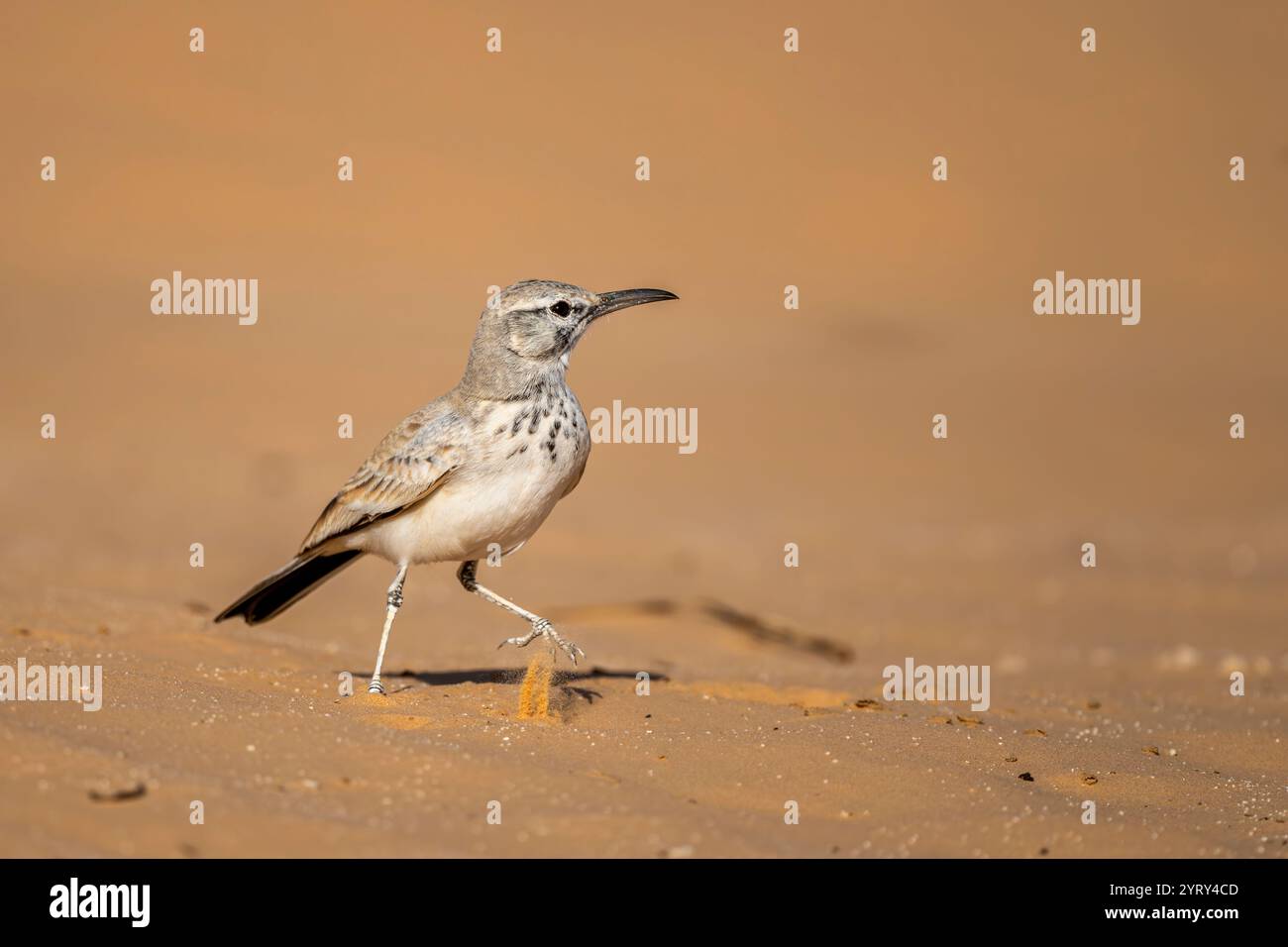 Wiedehopf-Lerche, Alaemon alaudipes, Sahara-Wüste, Tunesien. Stockfoto