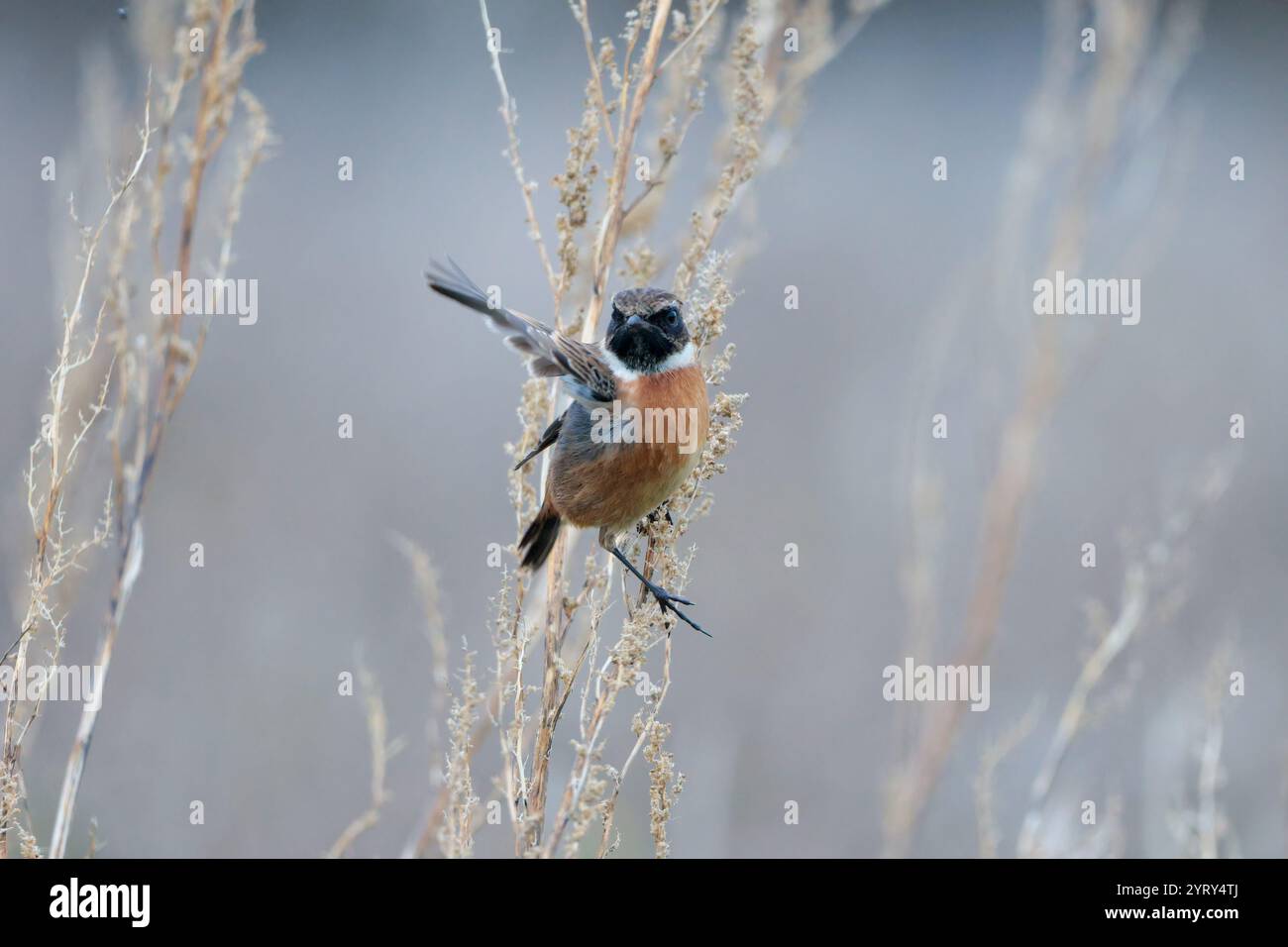 Stonechat Saxicola torquata, männlicher Vogel Wintergefieder dunkler Kopf orange Buff Unterseite weiße Seiten des Halses streifenartig schwarz-braune Rücken und Flügel Stockfoto